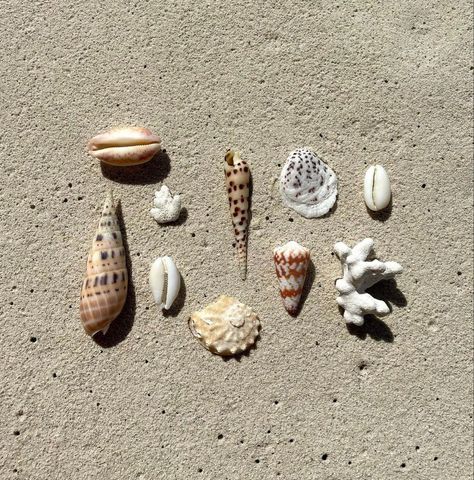 Summer aesthetic, beach aesthetic #summer #summeraesthetic #beach #beachaesthetic #seashells #shells #fillerpics Shell On Beach, Feed Filler, Filler Pics, Summer Aesthetic Beach, Filler Photos, Hydrogen Water, Aesthetic Feed, Beach Tropical, Aesthetic Beach