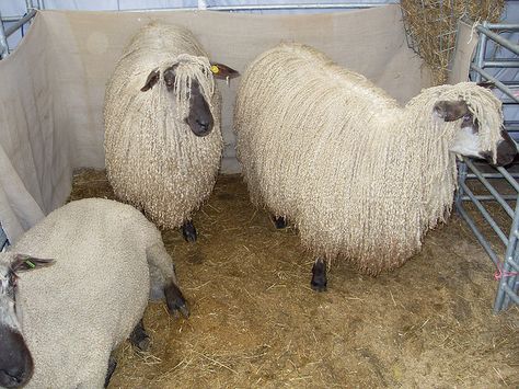 Teeswater Sheep, via Flickr. Car Rally, Baa Baa Black Sheep, Artisan Yarn, Farm Sanctuary, Counting Sheep, Baby Lamb, Llama Alpaca, Milk Production, Sheep And Lamb