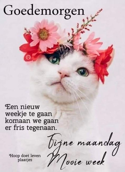 Happy Maandag, Good Morning, Animals