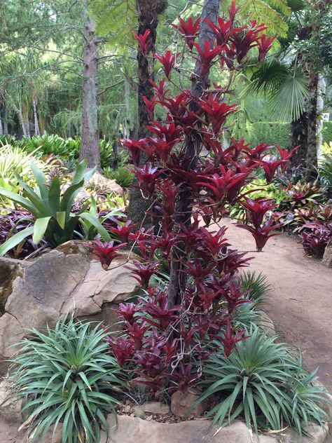 Bromeliad Landscaping Ideas, Bromeliad Garden, Bromeliads Garden, Bromeliads Landscaping, Subtropical Garden, Tropical Garden Ideas, Succulent Landscape Design, Hosta Gardens, Gothic Garden