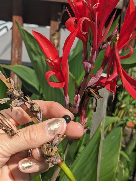 Harvesting Canna Seeds - Easy Tip on Saving Canna Lily Seeds Canna Lily Seeds, Red Canna Lily Container Pots, Cana Lily In Pots, Canna Lily Landscaping Ideas, Cannas Plant, Canna Lily Landscaping, Cana Lillies, Canna Lily Care, Canna Lily Garden