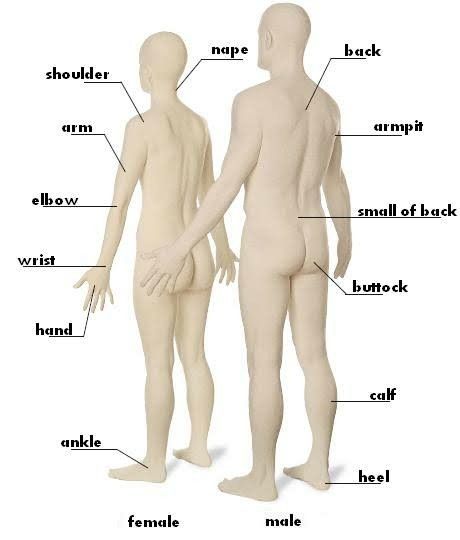 Body Parts Name, Human Body Vocabulary, Ankle Heels, English Lessons, English Vocabulary, English Language, Learn English, Vocabulary, Human Body