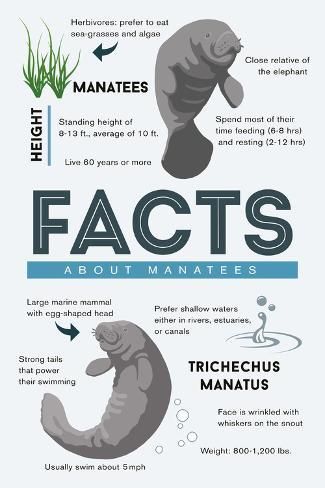 size: 18x12in Art Print: Facts About Manatees - Lantern Press Artwork by Lantern Press : Oceanography Marine Biology, Biology Facts, Manatees, Biology Notes, Animal Science, Marine Biologist, Oceanography, Marine Mammals, Marine Biology