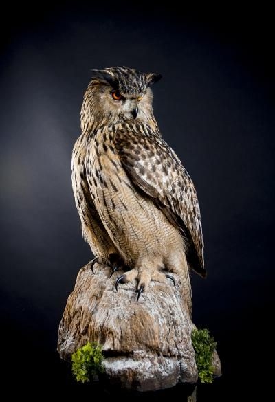 Филин Owl Taxidermy, Bird Anatomy, Bird Taxidermy, Taxidermy Display, Animal Taxidermy, Owl Sculpture, Bull Elk, Eagle Owl, Bird Carving