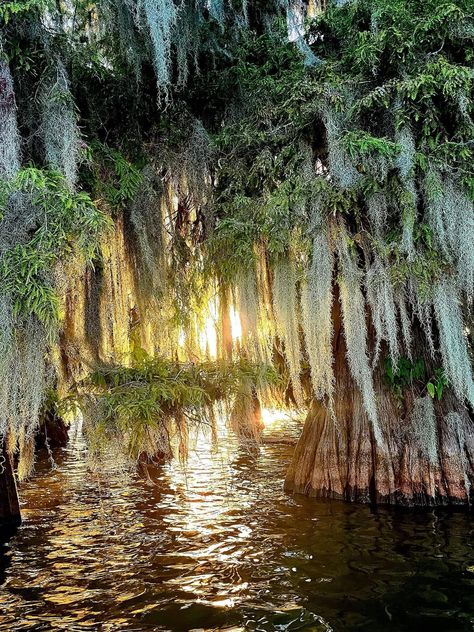 Louisiana Nature, Louisiana Photography, Louisiana Swamp, Louisiana Bayou, Beautiful Photography, Nature Beauty, Rapunzel, Picture Perfect, Louisiana