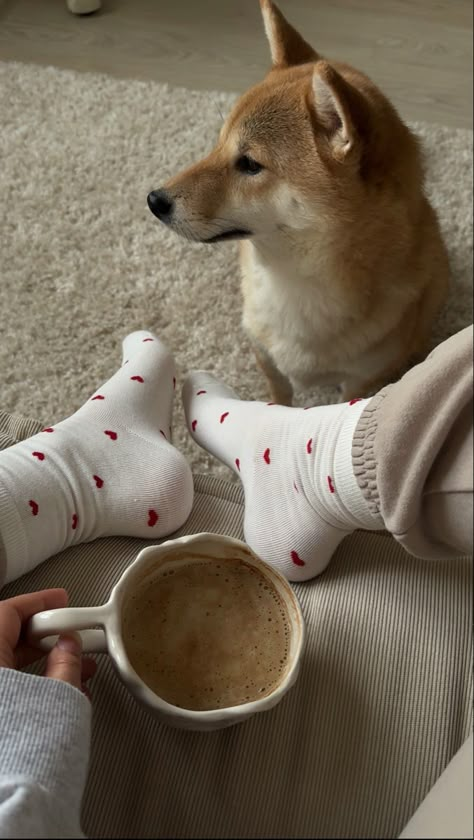 Shiba Aesthetic, Fake Dates And Mooncakes, Shiba Inu Aesthetic, Shiba Inu Cute, Animal Photoshoot, Snow Animals, Gelato Pique, Photos With Dog, Shiba Inu Puppy