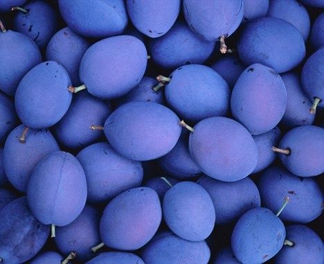 Damsons #spring #pantone #violet #tulip #color #2k14 Mid Blue Aesthetic, Lavender Blue Color, Plum Trees, Bluish Purple, Blue Food, Polished Pebble, Bleu Violet, Desktop Background, All Things Purple