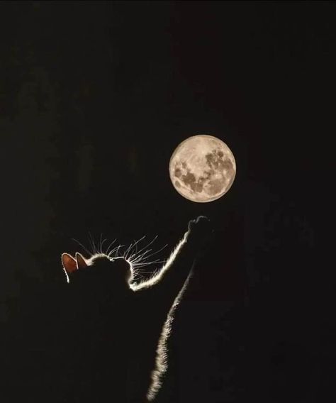 Space Universe, Cute Paintings, Cat Photography, Night Painting, Silver Moon, Tag A Friend, Cat Love, Astronomy, The Moon