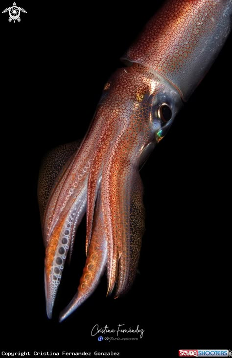 Squid Photo, Colossal Squid, Vampire Squid, Baby Squid, Octopus Squid, Giant Squid, Aquatic Animals, Fish Painting, Sealife