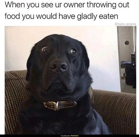 Dog Quotes Funny, Funny Dog Memes, Love My Dog, Memes Humor, Funny Animal Memes, Funny Animal Pictures, Dog Memes, Black Dog, Animal Memes