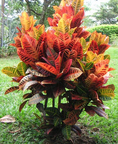 Cróton: sol pleno ou meia-sombra. Folhas com seiva tóxica. Crotons Plants, Codiaeum Variegatum, Landscaping Trees, Tropical Garden Design, Succulent Landscaping, Fast Growing Trees, Evergreen Plants, Evergreen Shrubs, Tropical Landscaping