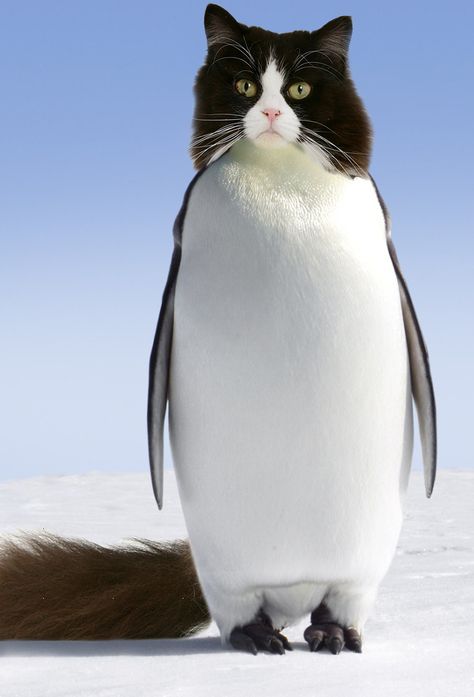 By request, the Pussguin [cat/penguin hybrid]. Cat Penguin, Animal Mashups, Photoshopped Animals, Most Popular Cat Breeds, Popular Cat Breeds, Fake Animals, Most Beautiful Animals, Most Beautiful Cat Breeds, Weird Animals