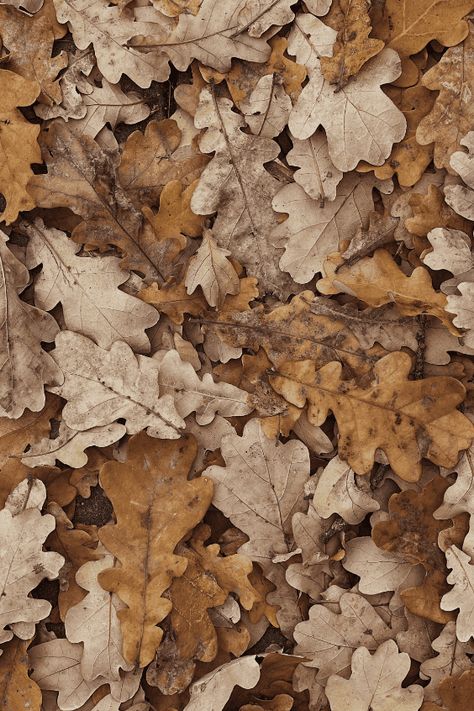 50 Gorgeous Neutral Fall Aesthetic Pictures » Lady Decluttered Light Brown Fall Aesthetic, Cute Brown Pictures, Neutral Halloween Aesthetic, Tan Fall Aesthetic, Fall Beige Aesthetic, Beige Nature Aesthetic, Tan Color Aesthetic, Beige Colour Aesthetic, Neutral Fall Background