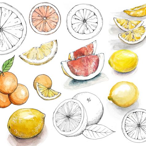 Juice Painting, Fruit Sketches, Sketch And Paint, Fruit Sketch, Citrus Fruits, Creative Skills, School Art, Citrus Fruit, Level Up