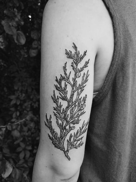 Back of arm black blackwork dot shading juniper branch botanical tattoo Forest Botanical Tattoo, Juniper Tattoo Branches, Dotted Shading Tattoo, Pnw Inspired Tattoo, Winter Floral Tattoo, Botanical Filler Tattoo, Botanical Blackwork Tattoo, Juniper Branch Tattoo, Branch Sleeve Tattoo