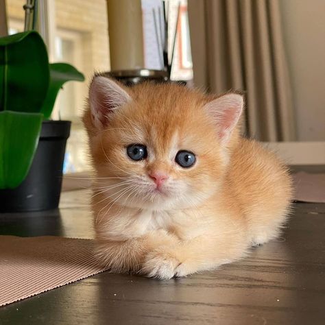 Niche Chat, Cute Small Animals, Image Chat, Small Animals, Happy Colors, Beautiful Cats, Kittens Cutest, Cat Lover, Small Pets