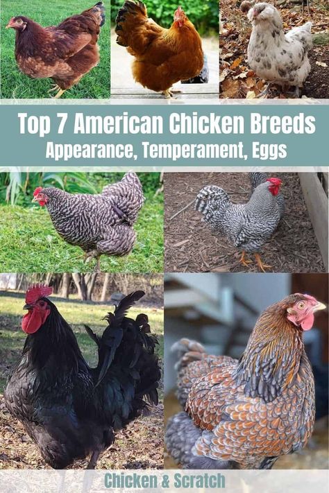 Chicken Egg Colors And Breeds, Americana Chickens Eggs, Ameraucana Chicken Eggs, Americauna Chickens, Heritage Breed Chickens, Americana Chickens, Maran Chickens, Chicken Egg Colors, Ameraucana Chicken