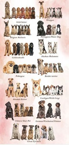 Pretty Dog Breeds, Dog Breed Art, Big Dog Breeds, Pretty Dogs, Best Dog Breeds, Dog Hacks, Types Of Dogs, Small Dog Breeds, Everyone Knows