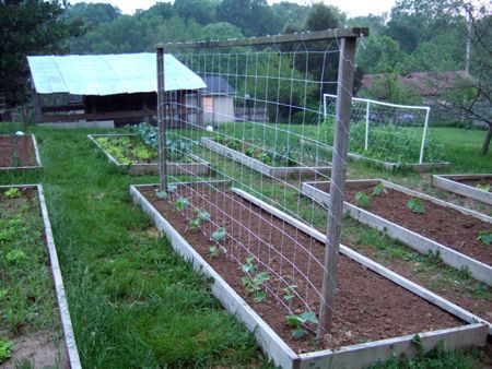 Trellis For Cucumbers, Growing Produce, Squash Trellis, Cucumber Trellis Diy, Trellis Diy, Building A Trellis, Trellis Netting, Tomato Trellis, Edible Gardening