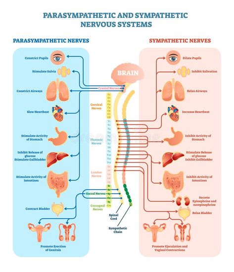 Human nervous system medical vector illustration diagram with parasympathetic an #Sponsored , #AD, #Affiliate, #nervous, #medical, #diagram, #system Nervous System Anatomy, Sympathetic Nervous System, Nerve Anatomy, Nervus Vagus, Medical Vector, Diagram Illustration, Human Nervous System, Scientific Knowledge, Relaxation Response