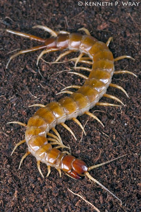 ˚Scolopendra alternans (Haitian Giant Centipede) Giant Centipede, Keys Florida, Centipedes, Bug Tattoo, Arms Race, Florida State University, Creepy Crawlies, Arthropods, Creatures Of The Night