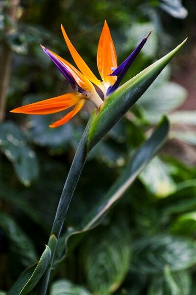 Strelitzia Reginae, Birds Of Paradise Flower, Gang Gang, Dream Cottage, Exotic Plants, Birds Of Paradise, Tropical Flowers, Amazing Flowers, Flowers Photography