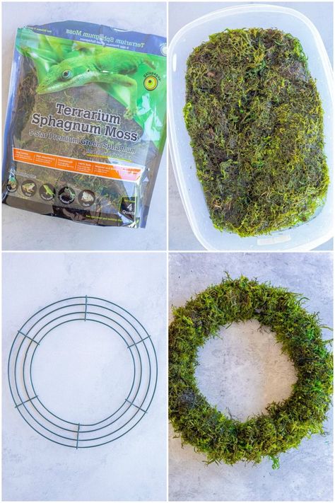 These beautiful Succulent Wreaths are surprisingly easy to make! A succulent wreath is a living wreath that flourishes over time and can be displayed all year long! All you need is a moss wreath frame and your favorite succulents to make these gorgeous succulent wreaths! #succulents #succulentwreath #succulentcraft #wreath #homemadewreath Succulent Wreaths For Front Door, Moss Wreath Ideas, Diy Moss Wreath, Succulent Crafts, Live Wreath, Succulent Projects, Succulent Wreaths, Moss Wreath Diy, Faux Succulent Wreath