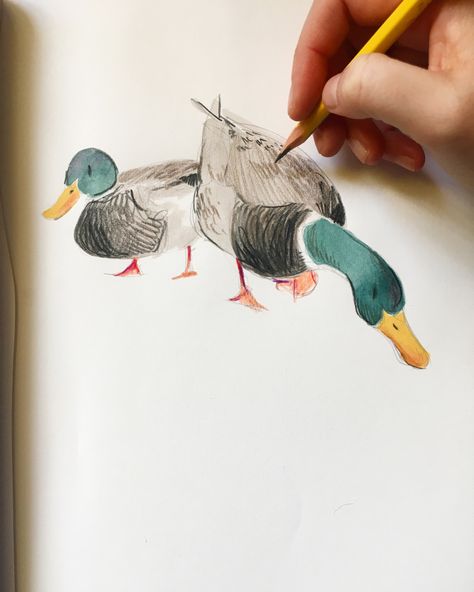 Acrylic Illustration Art, Drawing Chickens Easy, Mallard Duck Illustration, Pencil Color Illustration, Mallard Duck Art, Sketches For Painting, Ducks Sketch, Mallard Duck Drawing, Sketch Ideas Pencil