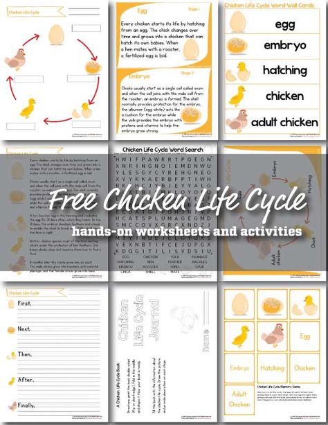 Chicken Life Cycle Worksheet, Chick Hatching Unit, Chicken Homeschool Unit, Chicken Life Cycle Activities, Homeschool Science Lessons, Free Science Worksheets, Chicken Life Cycle, Hatching Chickens, Animal Life Cycles