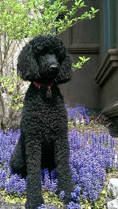 The Poodle Patch — “Helping” mom with the gardening Submitted by... Standard Poodle Cuts, Standard Poodle Haircuts, Black Standard Poodle, Poodle Haircut, Poodle Cuts, Black Poodle, Pretty Poodles, Tea Cup Poodle, Poodle Grooming