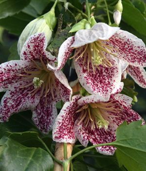 Clematis cirrhosa var. purpurascens 'Freckles', the ferny foliage looks good all year round but in winter the brick red freckled, creamy bell-shaped flowers, slightly scented, are a great novelty at a notoriously lean time of year for bloom. Given a mild winter, plants may start flowering before Christmas and continue for 2 to 3 months, but in most seasons they start in the New Year. blooms from December to February (or from early November through to March), hardy zone 7a-9b Clematis Cirrhosa, Evergreen Clematis, Clematis Armandii, Vine Trellis, Clematis Flower, Clematis Vine, Buy Plants Online, Bee Garden, Spring Plants