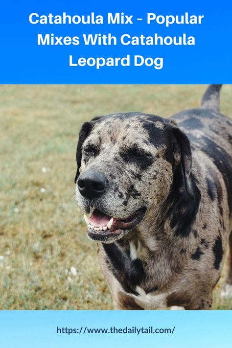 Catahoula Mix – Popular Mixes With Catahoula Leopard Dog Catahoula Dog, Catahoula Mix, Catahoula Leopard Dog Mix, American Dog, Catahoula Leopard, Catahoula Leopard Dog, Leopard Dog, Dog Mixes, Dog Names