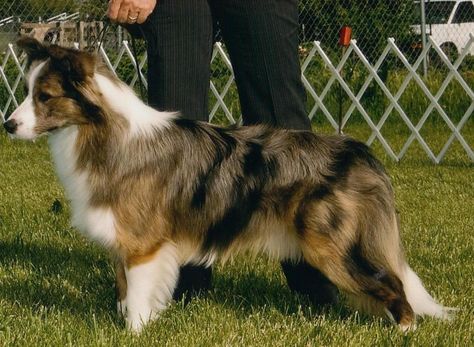 Border Collie Dog, Border Collies, Collie Dog, Sporting Dogs, Working Dogs, Beautiful Dogs, Mans Best Friend, Border Collie, Do More