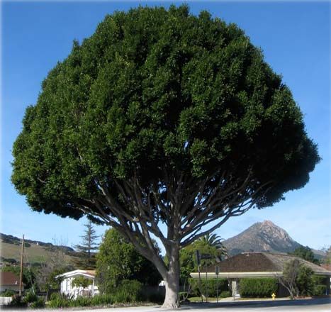 Indian laurel fig (Ficus microcarpa) is a common street tree in Southern California and valued for its massive canopy of dark green foliage.  Photo: Matt Ritter Indian Laurel Tree, Drought Tolerant Trees, Urban Forestry, Water Wise Landscaping, Ficus Microcarpa, Laurel Tree, Lush Landscape, Backyard Trees, Fig Trees