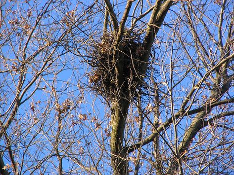 Yes, that mess of leaves is a squirrel nest. Squirrel Nest, Nature Notebook, Squirrel Home, Study Lesson, Eastern Gray Squirrel, Grey Squirrel, Ground Squirrel, Underground Tunnels, Flying Squirrel