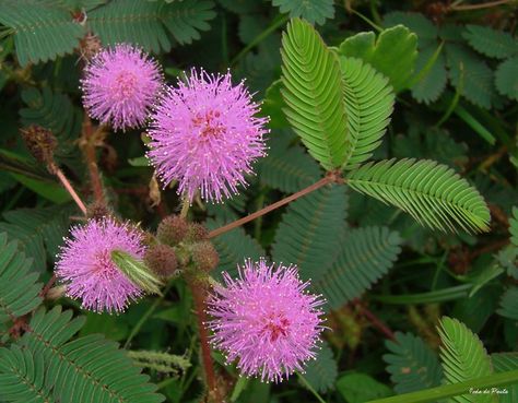 mimosa tree in bloom Mimosa Flowers, Mimosa Tree, Mimosa Flower, Sensitive Plant, Flower Plants, Beautiful Trees, Beautiful Tree, Mimosa, In Bloom