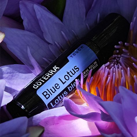 Blue Lotus Uses and Benefits | dōTERRA Essential Oils Blue Lotus Oil Benefits, Blue Lotus Essential Oil Benefits, Doterra Blue Lotus, Blue Lotus Essential Oil, Blue Lotus Oil, Lotus Essential Oil, Doterra Oils Recipes, Doterra Oil, Blue Lotus Flower