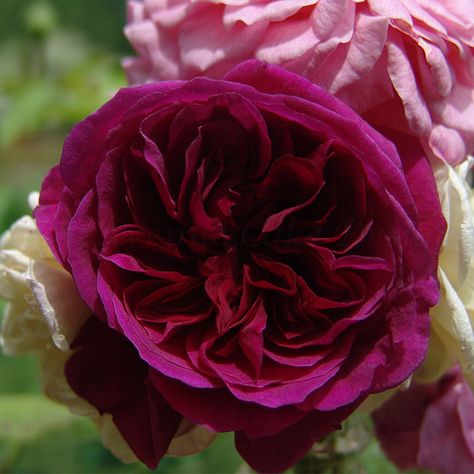 Heirloom rose from Bobbie Noto's garden Darcy Bussell Rose, Darcey Bussell Rose, Darcy Bussell, Bungalow Garden, Darcey Bussell, Pleasure Garden, Rose Spray, Austin Rose, Heirloom Roses