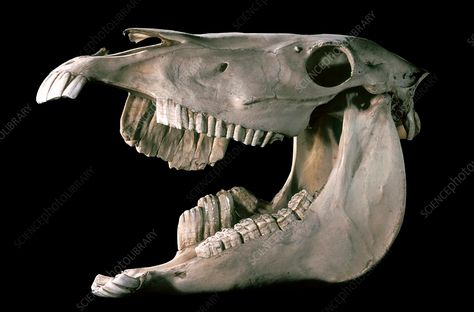 Deformed horse skull - Stock Image - C004/2583 - Science Photo Library Deformed Skull, Horse Skull, Skull Reference, Veterinary School, Animal Skeletons, Horse Anatomy, Animal Skull, Vulture Culture, Animal Study