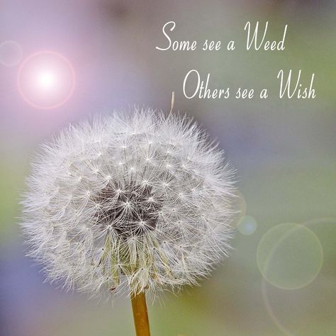 Some see a weed, others see a wish.  Its not what you see, but how you see it. Some See Weeds Others See Wishes, Make A Wish Quote, Neat Wallpapers, Dandelion Quotes, Illusion Quotes, Now Accepting New Clients, Gardening Memes, Today's Message, Create Your Reality