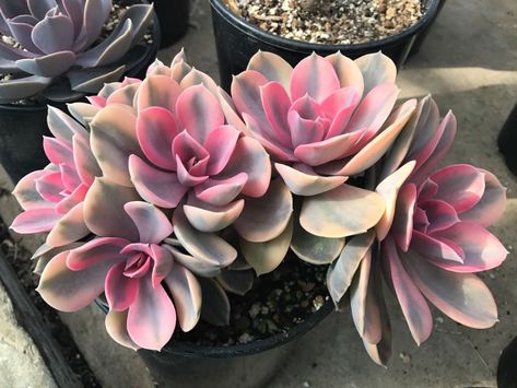 Echeveria 'Rainbow'  #echeveria #succulentopedia #succulents #CactiAndSucculents #succulent #SucculentPlant #SucculentPlants #SucculentCollection #SucculentGarden #DesertPlants Rainbow Succulent, Orchid Cactus, Colorful Succulents, Magic Garden, Growing Succulents, Succulent Gardening, Variegated Plants, Succulents Indoor, Succulent Terrarium