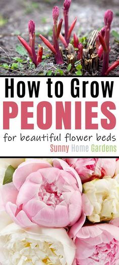 How To Grow Peonies, Beautiful Flower Beds, Grow Peonies, Peonies Wallpaper, Peony Care, Beautiful Peonies, Growing Peonies, Garden Flower Beds, Home Gardens