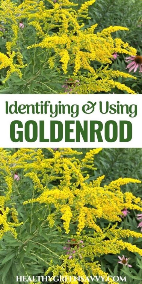 Goldenrod Identification + Goldenrod Benefits & Medicinal Uses Backyard Pharmacy, Herbs For Allergies, Medicinal Herbs Remedies, Homemade Scrubs, Kidney Support, Medicine Recipes, Medicinal Wild Plants, Goldenrod Flower, Medicine Herbs