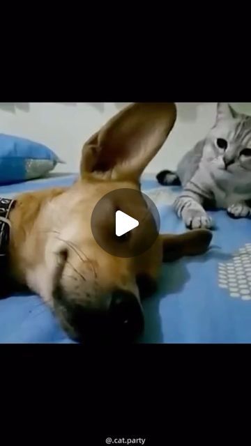 Cats and Kittens on Instagram: "Haha what’s going on 😹😹😹 Cred: cat party on TikTok   Follow 👉 @thatcatspage 👈 Follow 👉 @thatcatspage 👈 Follow 👉 @thatcatspage 👈  #funnycats" Dancing Cat Gif, Fun Videos, Dancing Cat, Dance Humor, Dance Tips, Cat Party, What’s Going On, Cat Gif, Dance Choreography