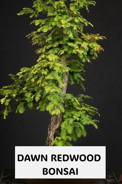 Experience the allure of Dawn Redwood Bonsai – a living testament to ancient beauty in miniature. Loved for its prehistoric charm, fast growth, and adaptability, our article unveils the secrets to cultivating a thriving Dawn Redwood Bonsai. Explore the blend of ancient elegance and contemporary cultivation techniques. Photo Credit: @bonsaiwest Redwood Bonsai, Dawn Redwood, Living Fossil, Ancient Trees, Ancient Beauty, Ancient Tree, The Dawn, Bonsai Tree, A Tree