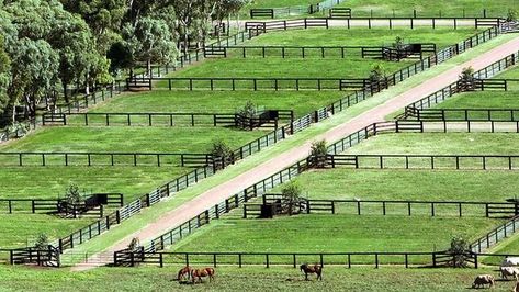 Horse Yards Ideas, Horse Paddock Layout, Horse Property Layout, Modern Horse Barn, Horse Pasture Ideas, Horse Paddocks, Show Cattle Barn, Horse Farm Layout, Horse Yard