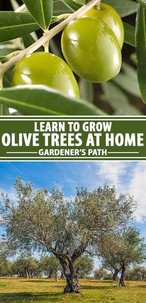 Learn everything you need to know about how to grow the majestic olive tree, a large plant that makes a dramatic landscape statement while providing delicious fruit that's suitable for preserving in brine, oil, or water, or for pressing to make a flavorful oil that’s beloved by cooks around the world. Read more now. #olivetrees #growingolives #orchards #mediterraneanplants #gardenerspath Olive Tree Garden, How To Grow Olives, Olive Tree Care, Olive Trees Garden, Growing Olive Trees, Dramatic Landscape, Mediterranean Plants, Fall Garden Vegetables, Recycled Garden