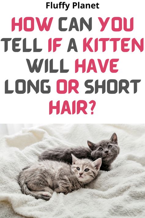 If you are a cat lover, then you know that their hair comes in multiple lengths. When you welcome a new kitten into your home, you want to take care of it properly. This means knowing what type of fur to expect. So, is my cat long or short haired? Let’s find out ! Long Hair Domestic Cat, Long Haired Cat Drawing, Long Hair Kittens, Domestic Long Haired Cat, Long Hair Kitten, Short Hair Kitten, Cat Haircut, Long Haired Kittens, Inside Cat