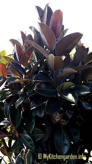 How To Care A Rubber Tree Plant Indoor Cat Garden, Rubber Plant Care, Pet Friendly House Plants, Rubber Tree Plant, Snake Plant Care, Trendy Plants, Plants Home, Ficus Elastica, Rubber Plant