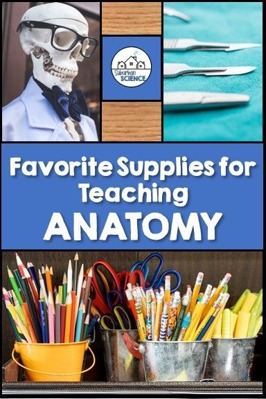 It's back-to-school time! Do you need a supply list for your Anatomy and Physiology course? This class has lots of lab activities and hands-on lessons for each body system, so here is a list of supplies and equipment to help you get started! We have lots of anatomy resources to help make planning a breeze! High School Anatomy And Physiology Activities, Health Science Aesthetic, High School Anatomy And Physiology, Teacher Supplies List, High School Science Projects, Health Science Classroom, Anatomy Resources, Anatomy Classroom, Hs Classroom